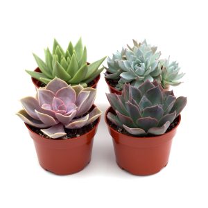 Rosette Succulent Variety Packs - 4 Pack - 1